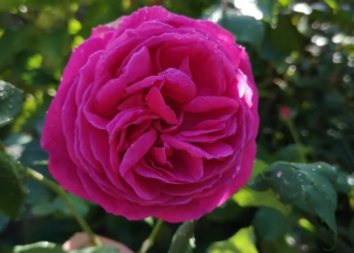 Prázdninový dům Proche De Deauville *